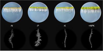 Potential Networks of Nitrogen-Phosphorus-Potassium Channels and Transporters in Arabidopsis Roots at a Single Cell Resolution